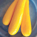 Butterstick Summer Squash