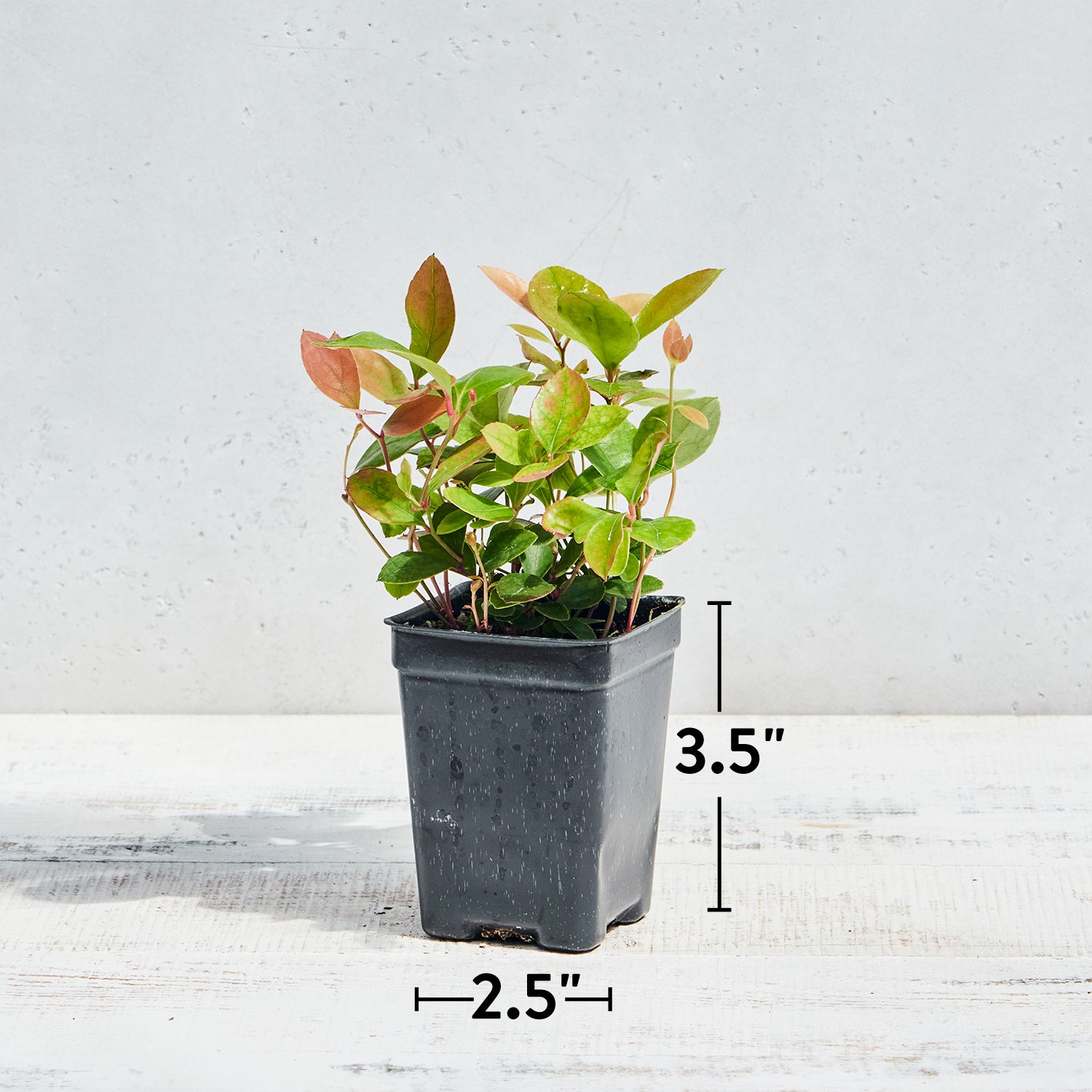 Wintergreen Herb