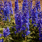 Dasante Blue Delphinium