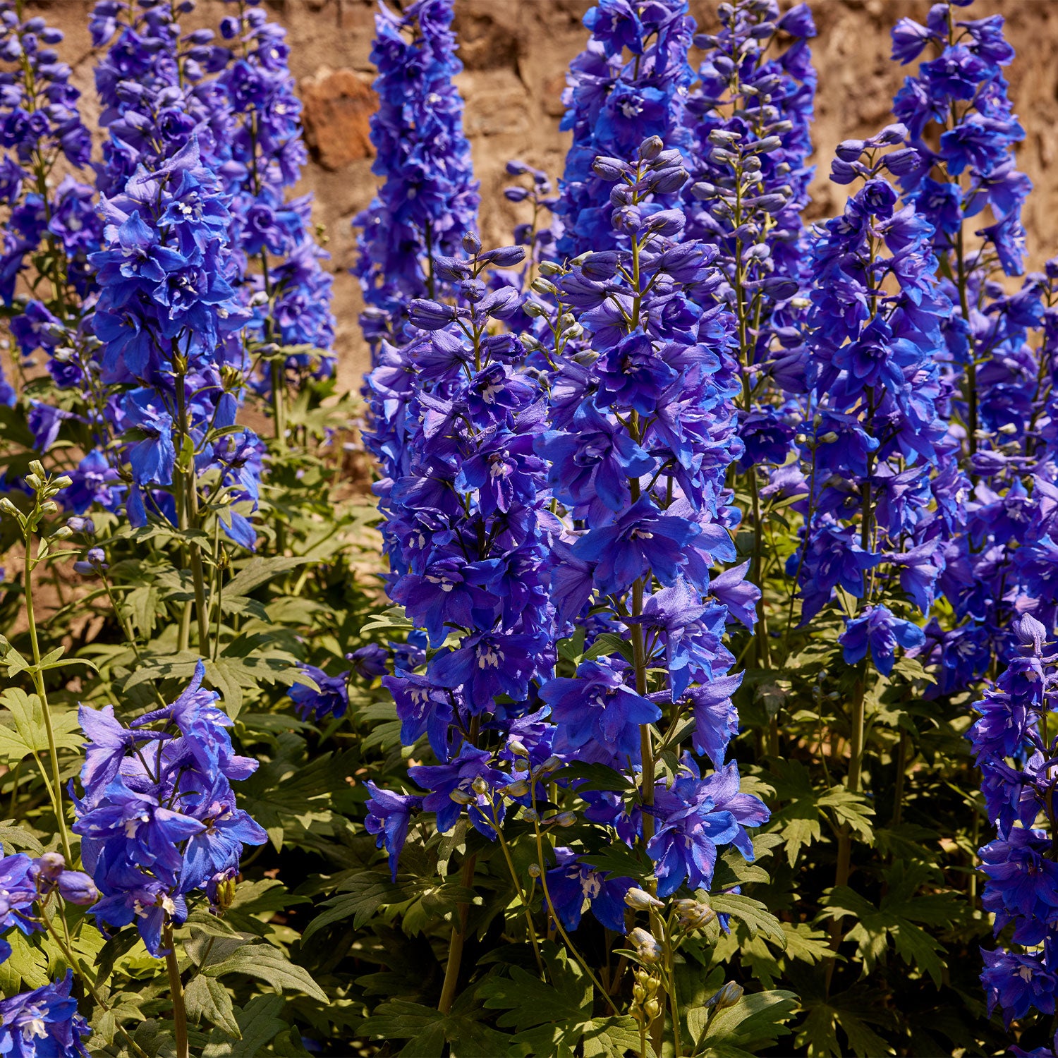 Dasante Blue Delphinium