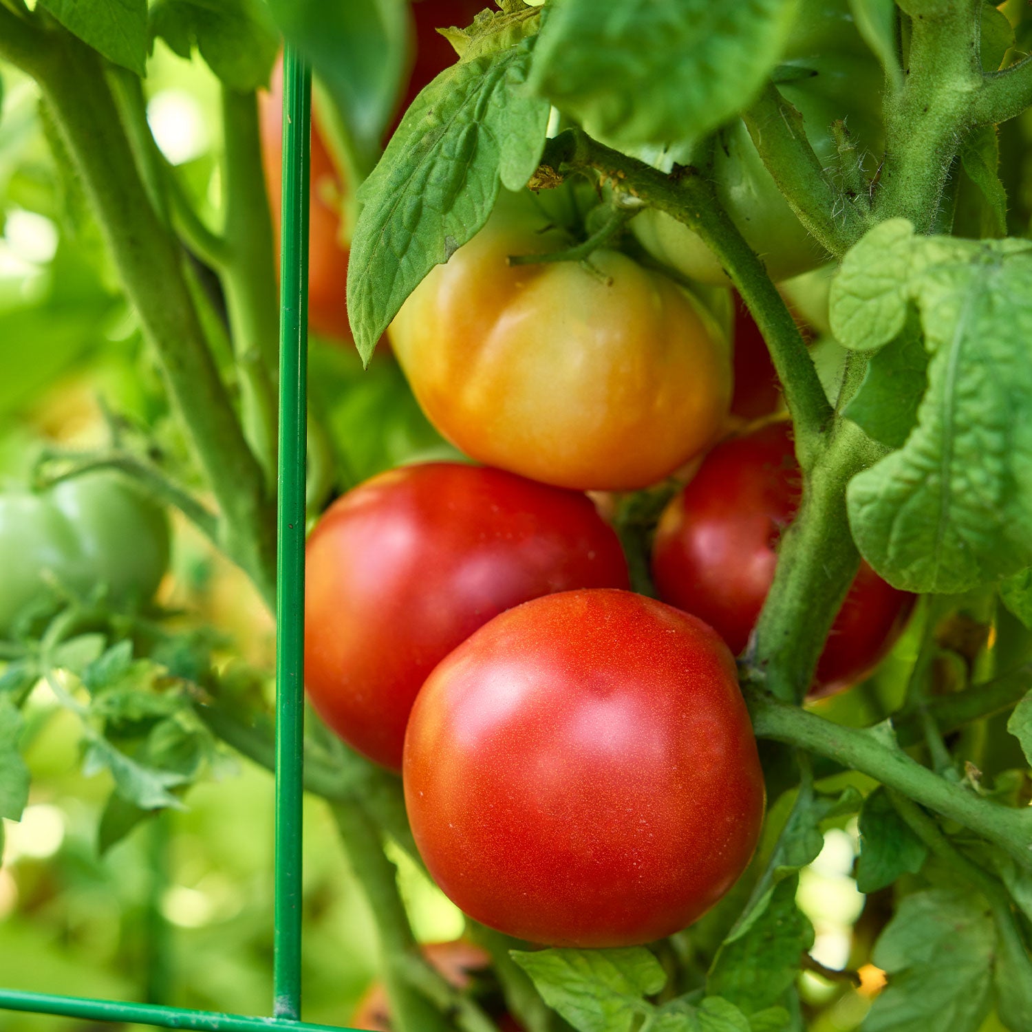 Quarter Century Tomato