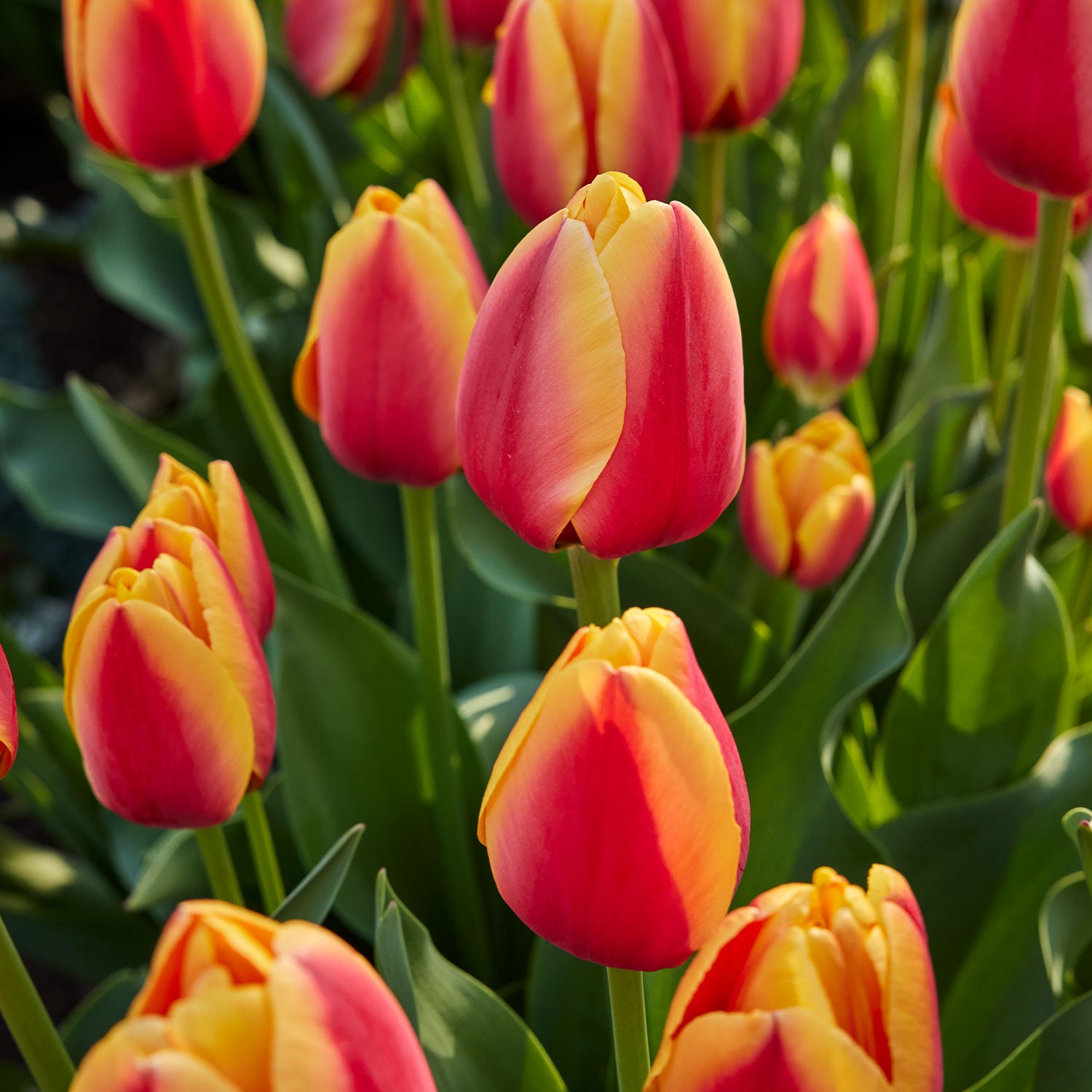 World Peace Tulip Bulbs