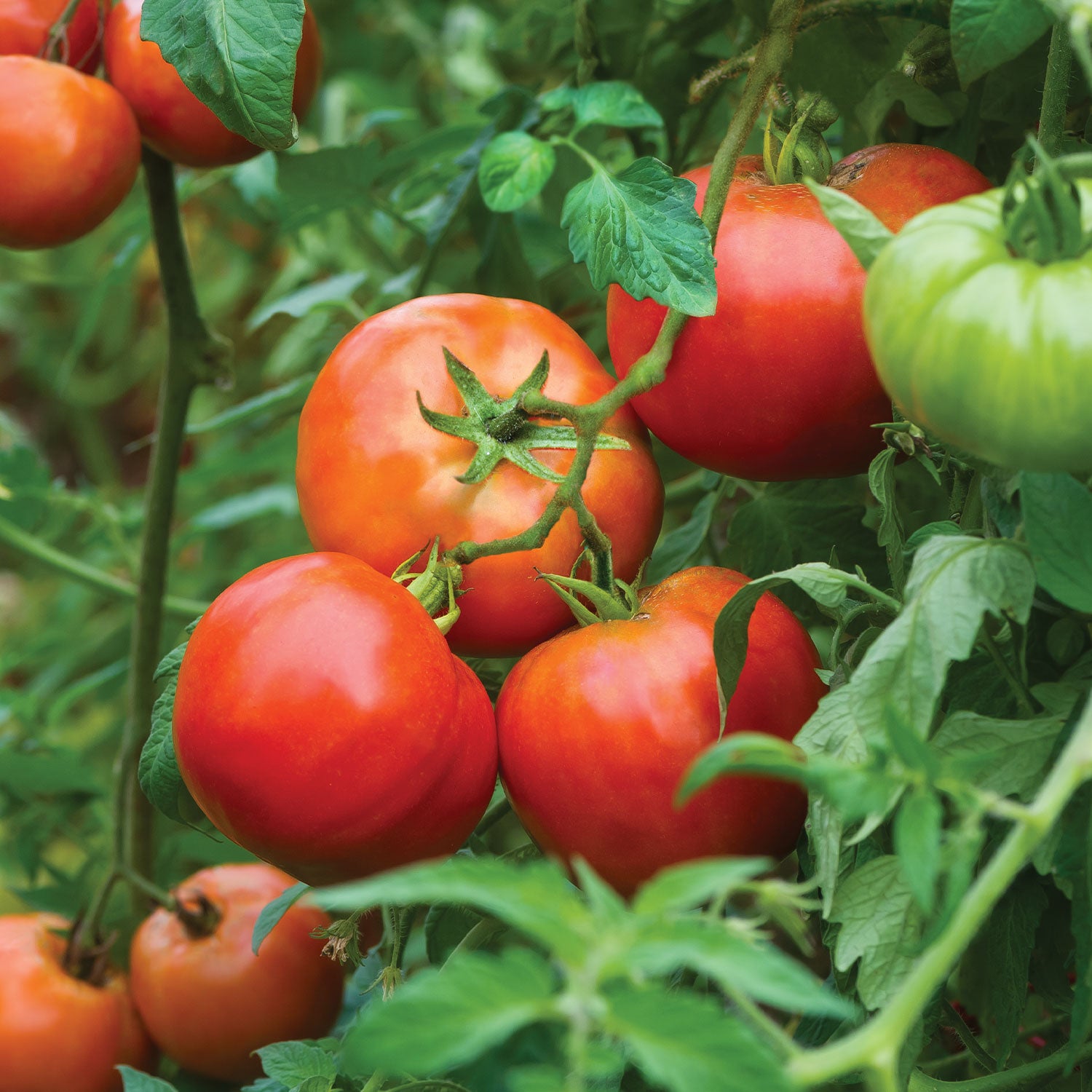 Big Daddy Tomato