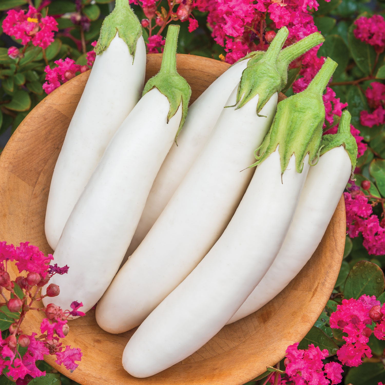 White Knight Eggplant
