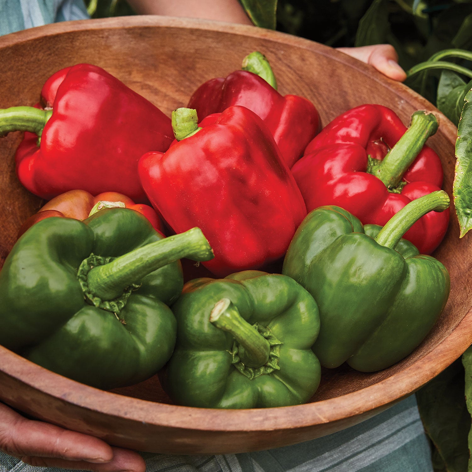 California Wonder Sweet Pepper