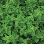 Greek Oregano