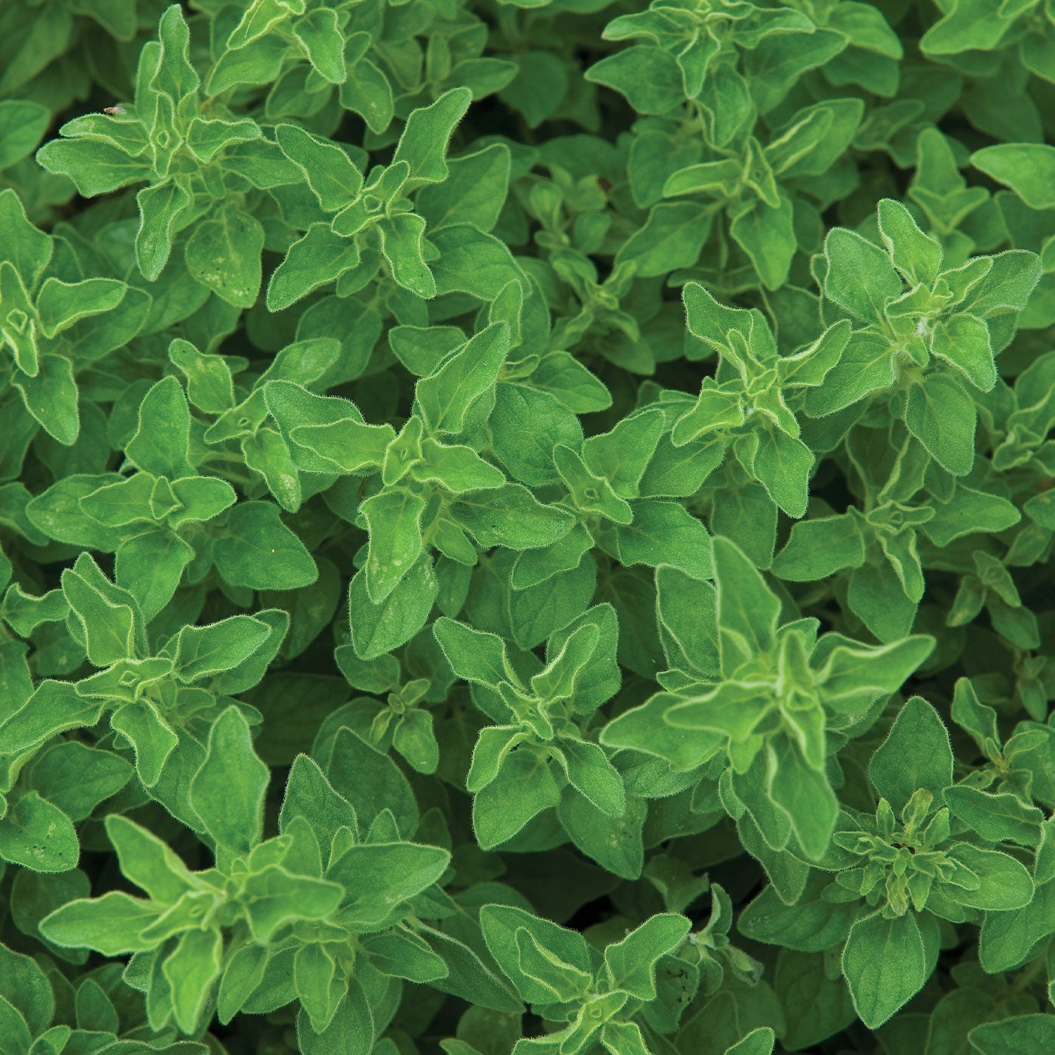 Greek Oregano