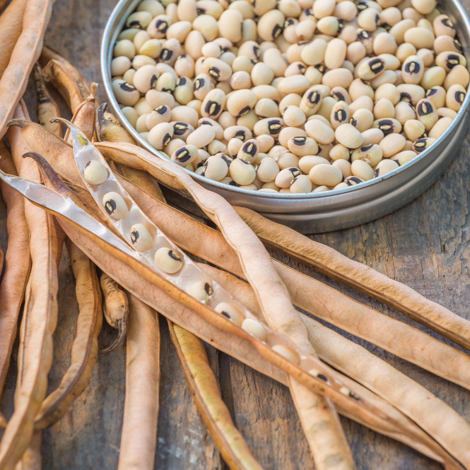 California Blackeye No.5 Cowpea
