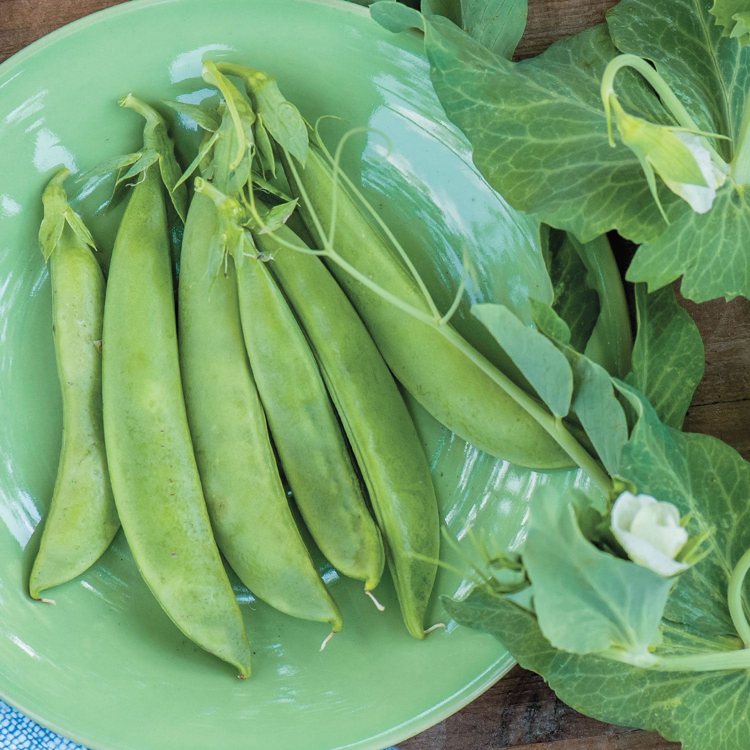 Sugar Snap Pea