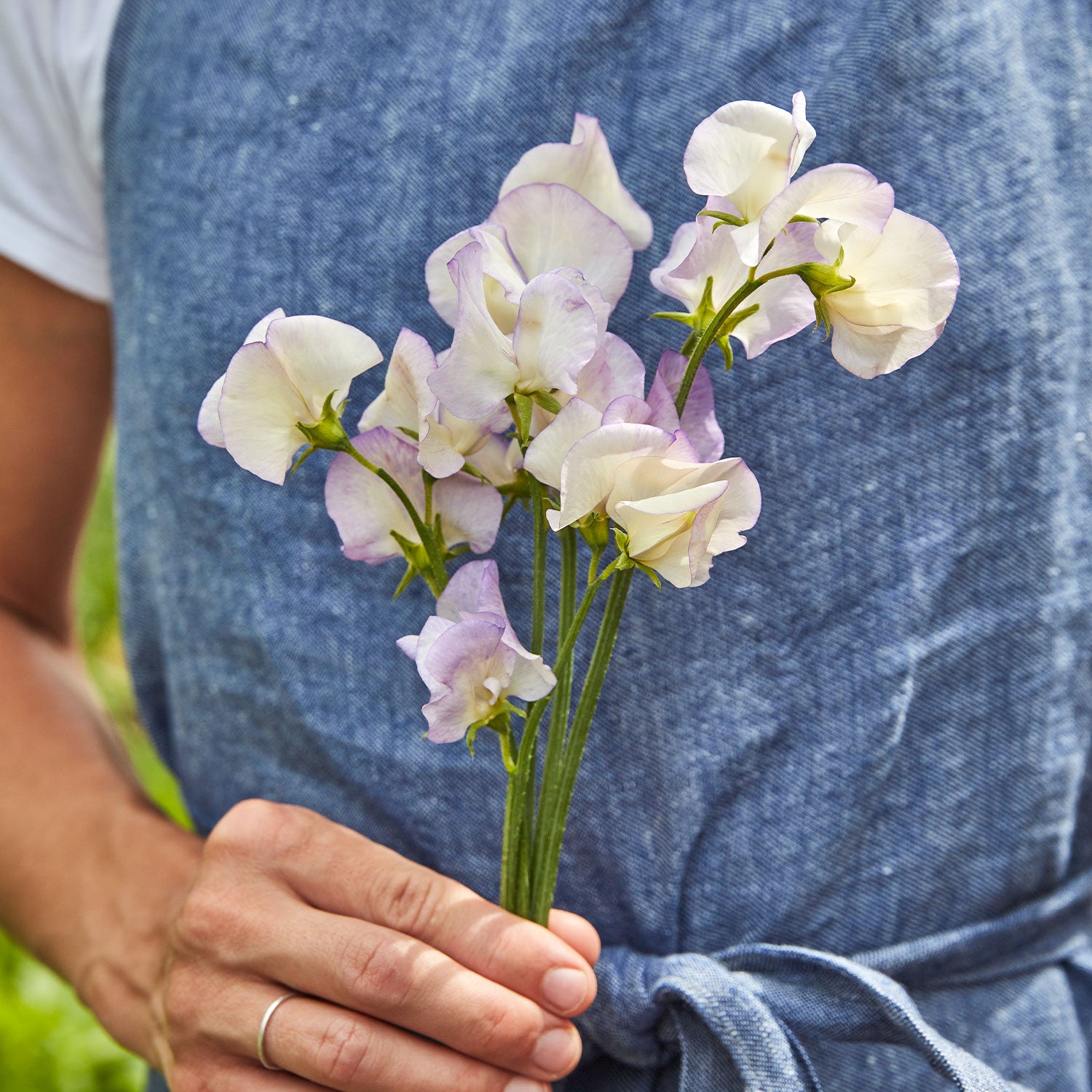 High Scent Sweet Pea