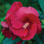 Midnight Marvel Hibiscus