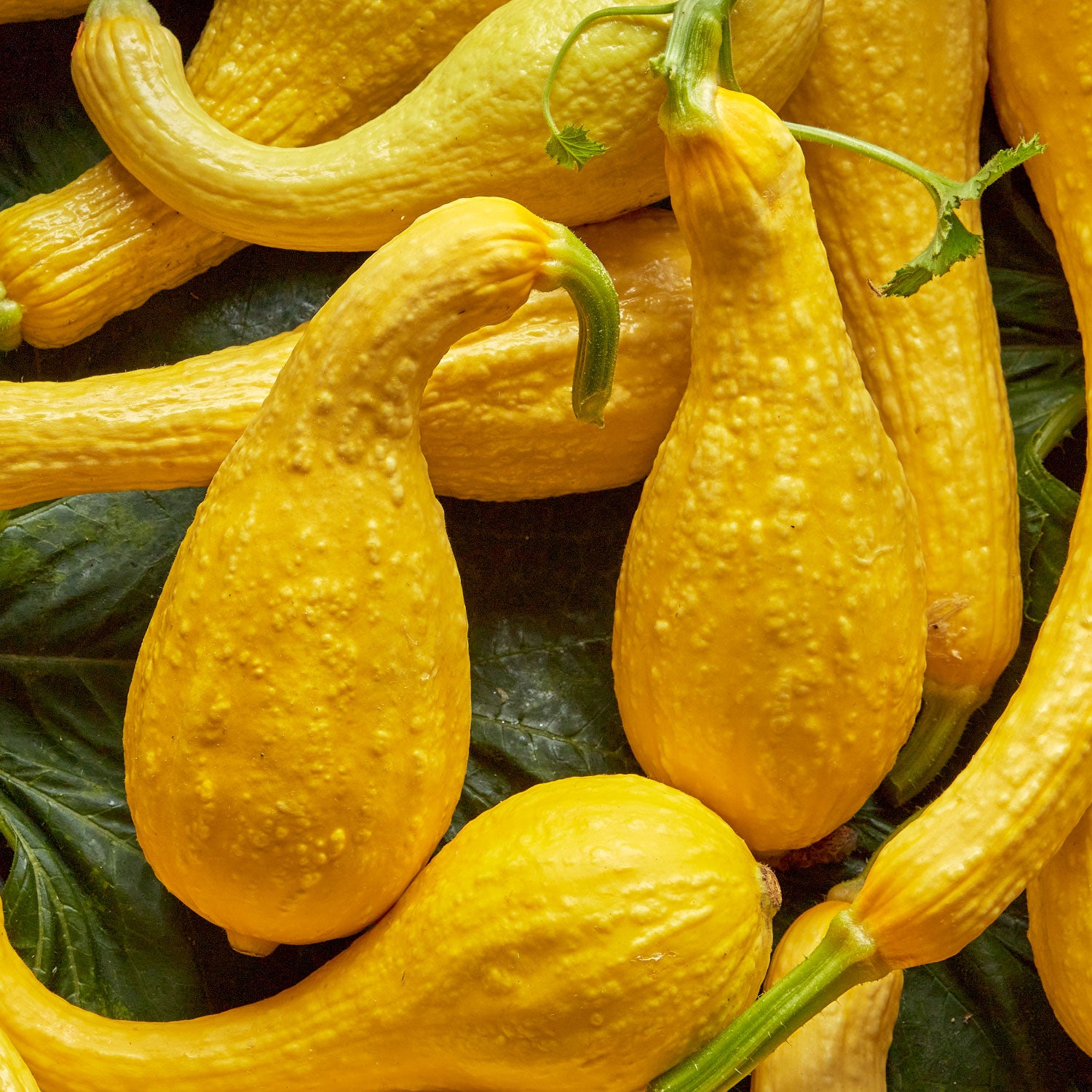 Early Summer Crookneck Squash