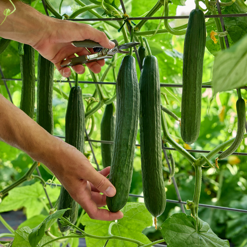 Sweet Superior Cucumber
