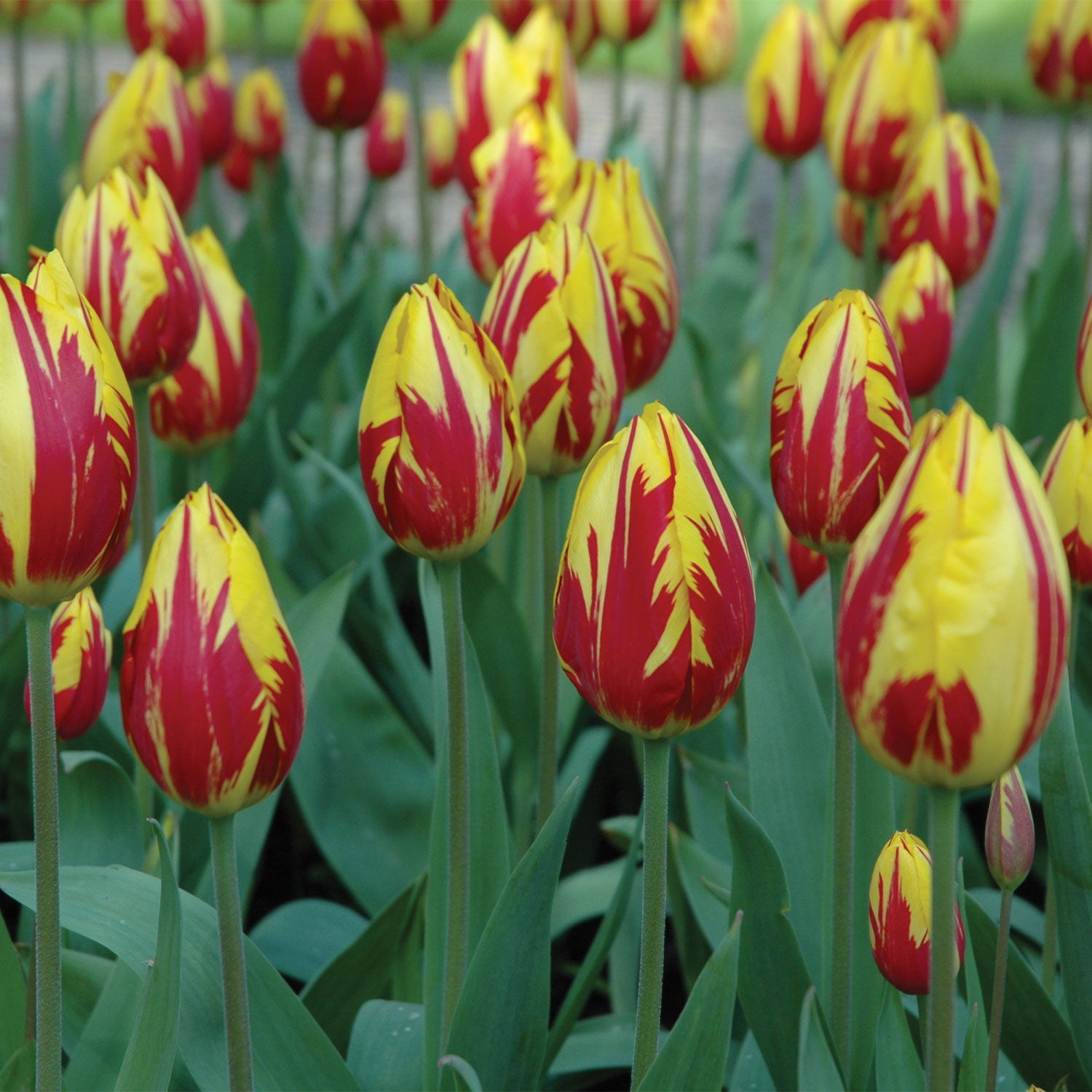 Mickey Mouse Tulip Bulbs