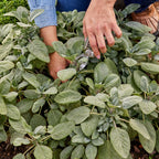 Berggarten Sage Herb