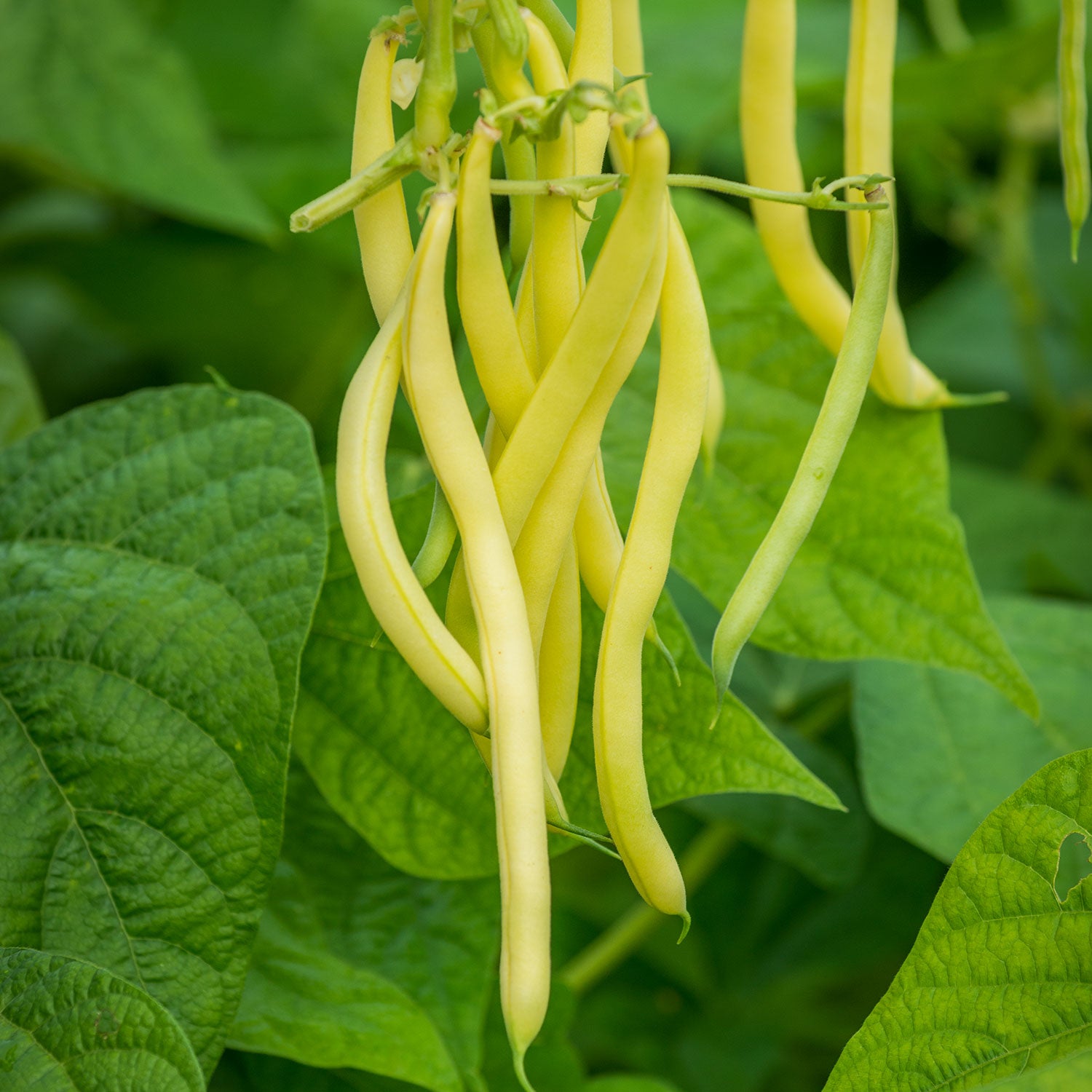 Gold Mine Bush Bean