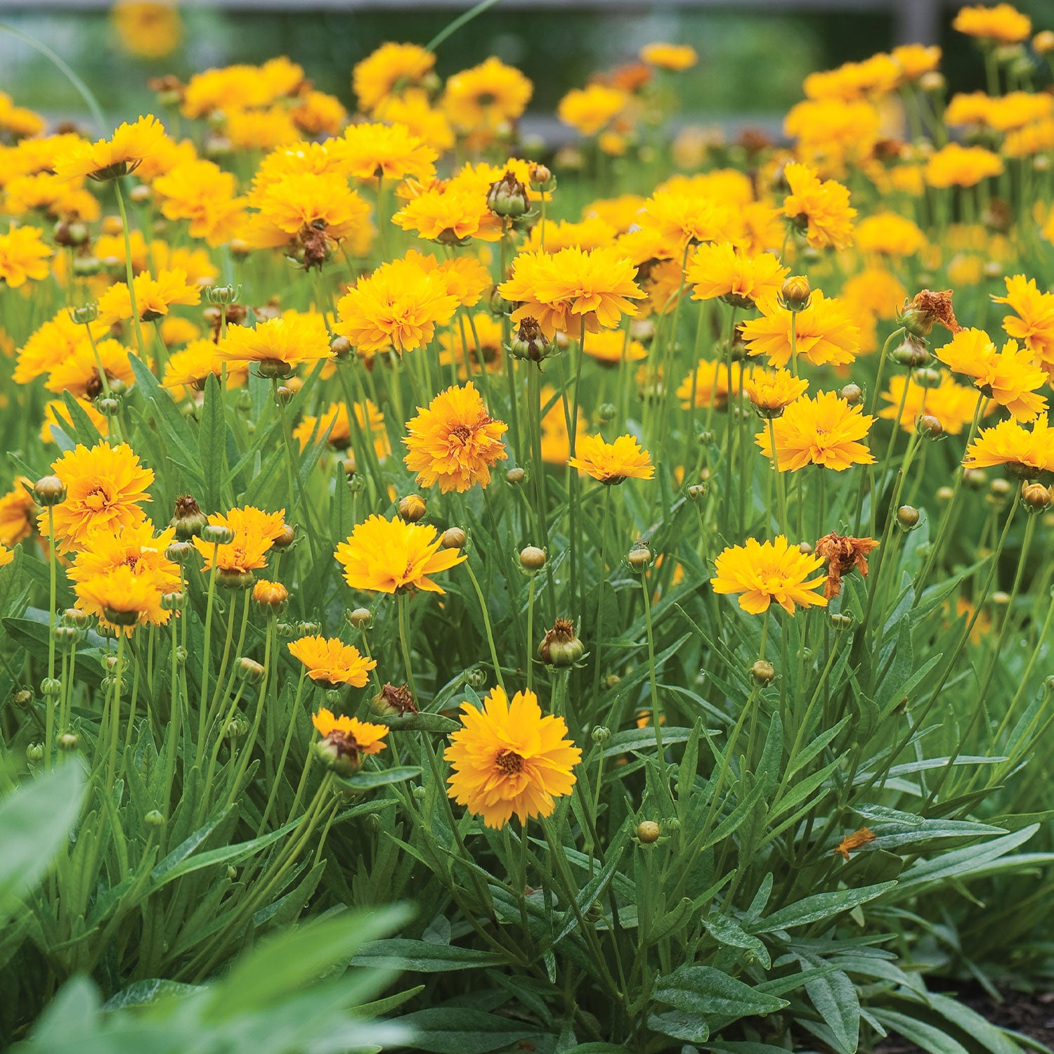 Early Sunrise Coreopsis