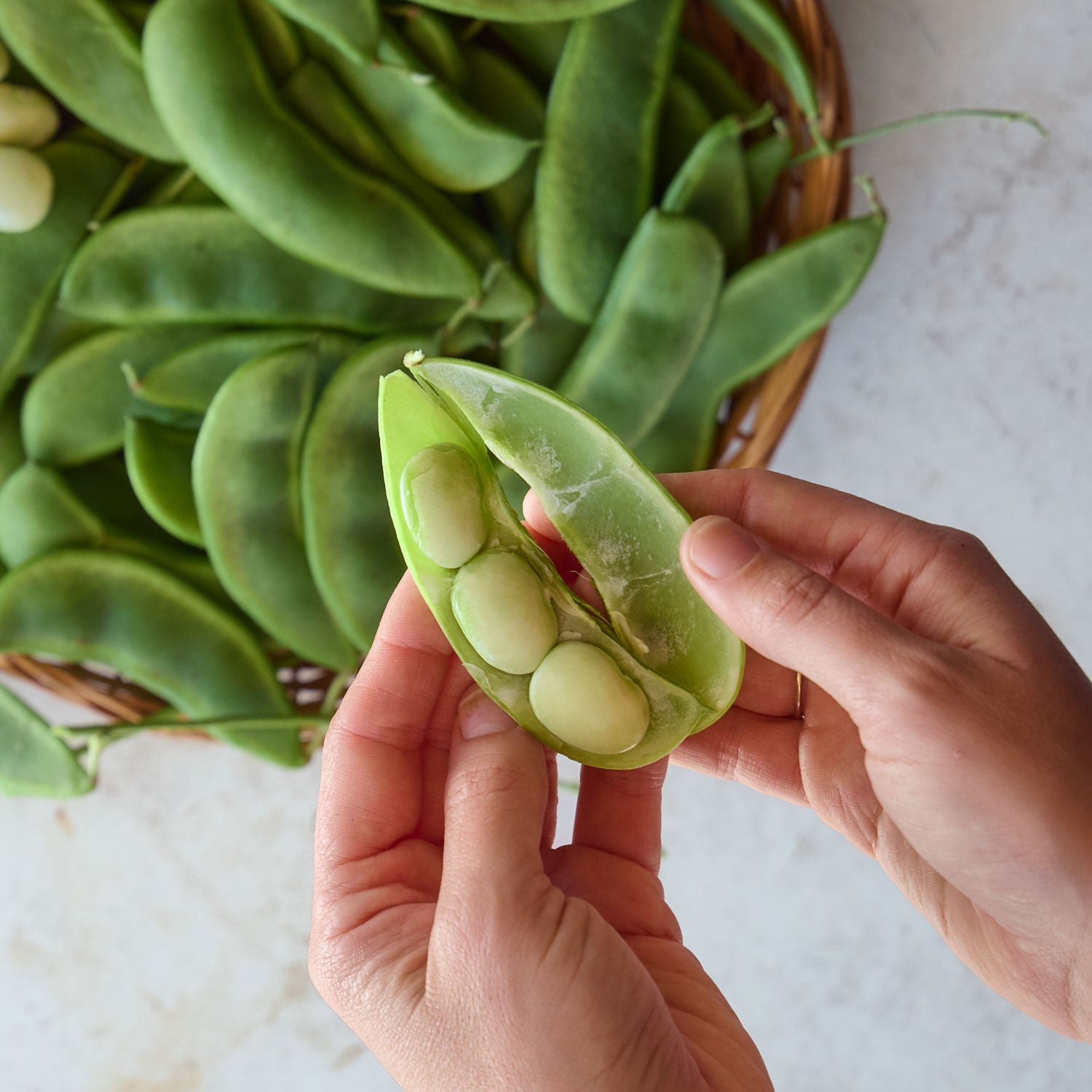 Lima Fordhook 242 Bush Bean