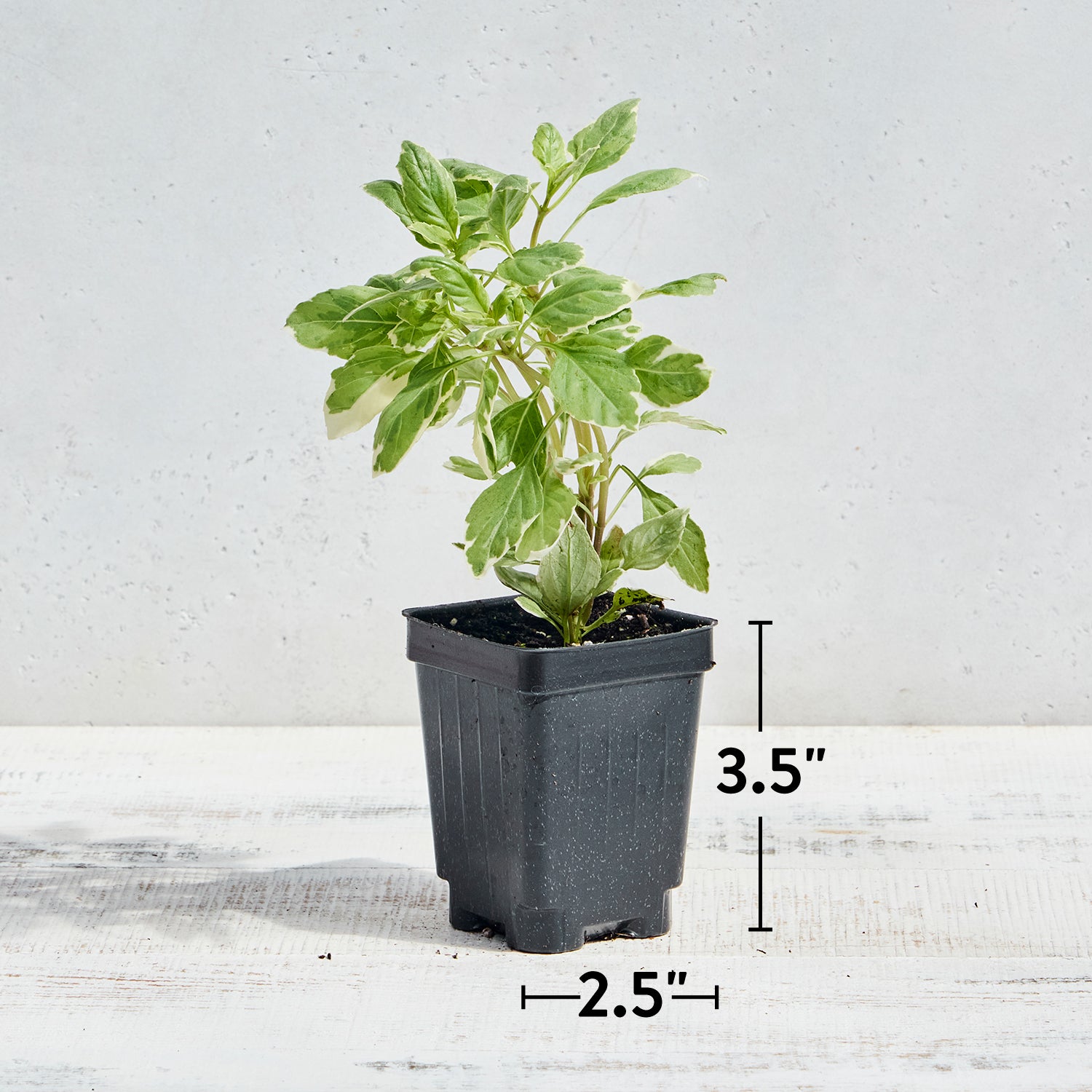 Pesto Perpetuo Basil