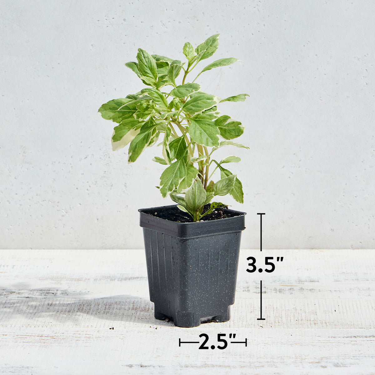 Pesto Perpetuo Basil