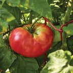 Brandywine Pink Tomato