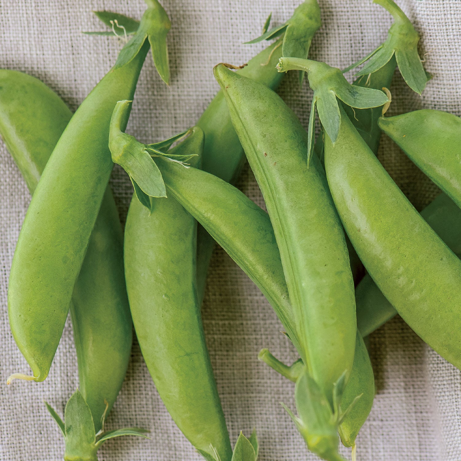 Little SnapPea Crunch Pea