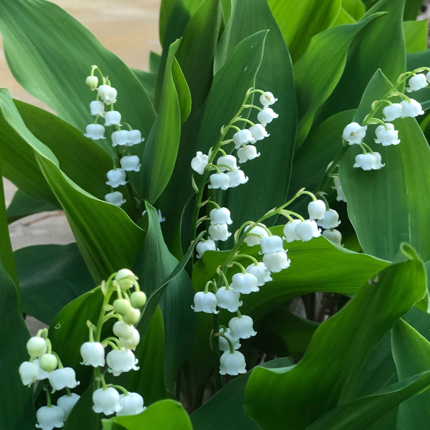 Lily of the Valley Bordeaux Pips