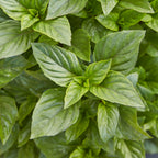 Everleaf Thai Towers Basil