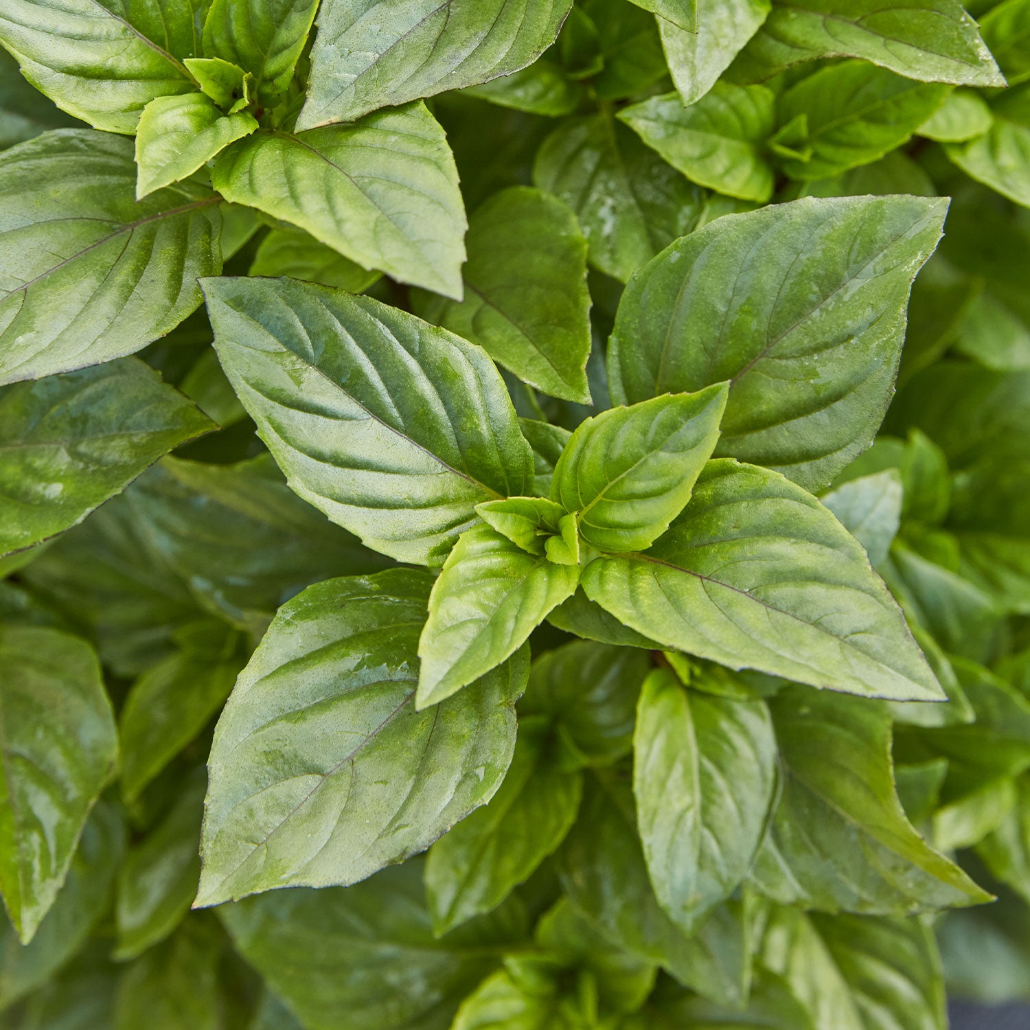 Everleaf Thai Towers Basil