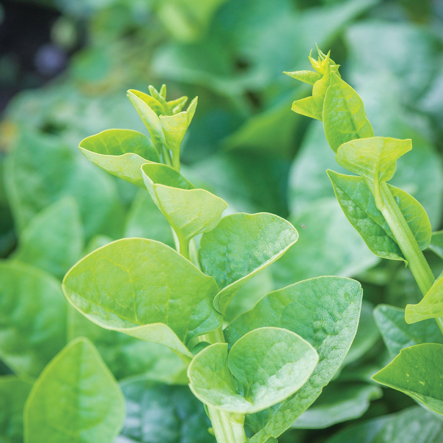 Green Stem Malabar Spinach