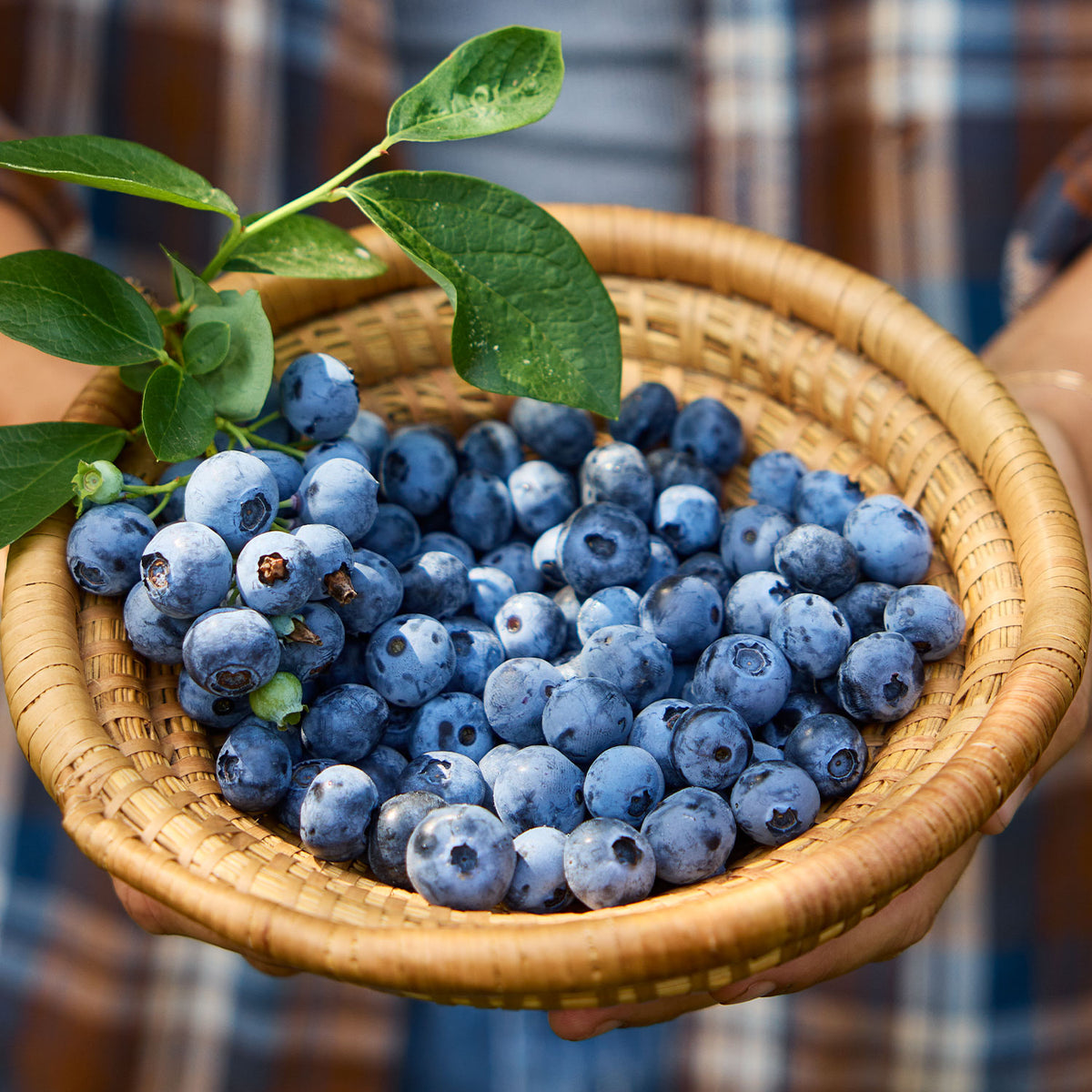 Bluejay Blueberry