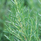 Arp Rosemary