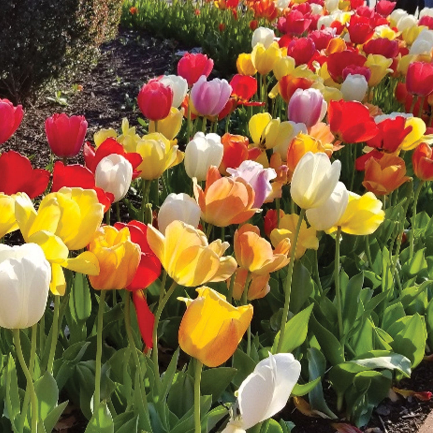 Perennial Tulip Mix (Darwin) Tulip Bulbs