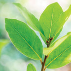 Bay Laurel