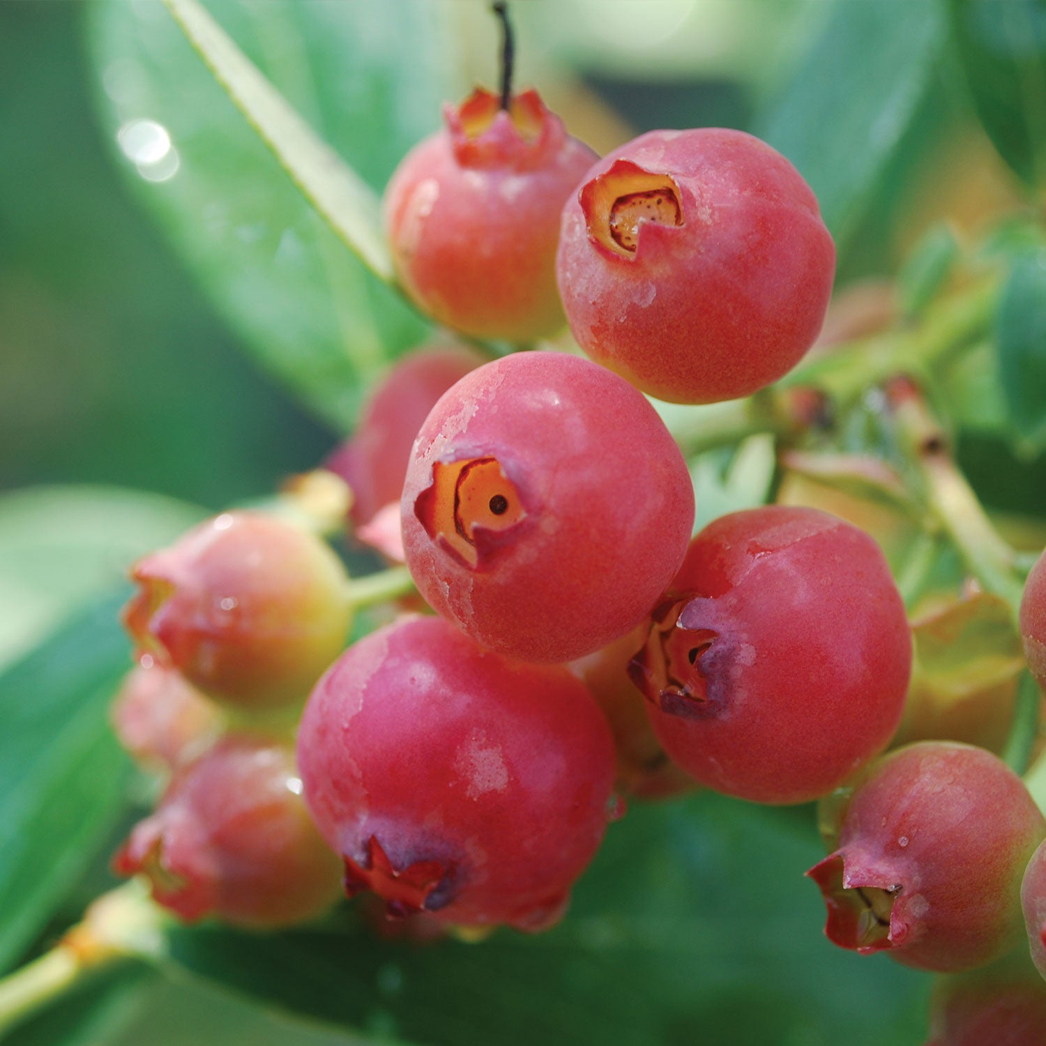 Pink Lemonade Blueberry