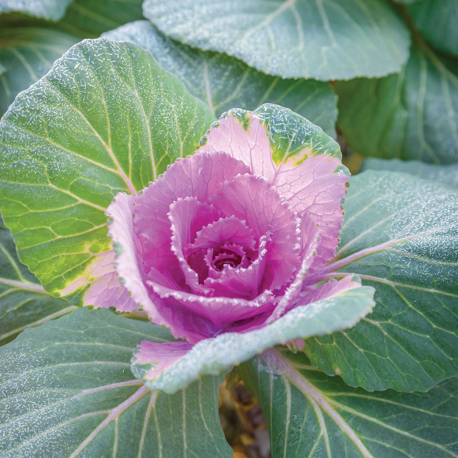 Crane Pink Ornamental Kale