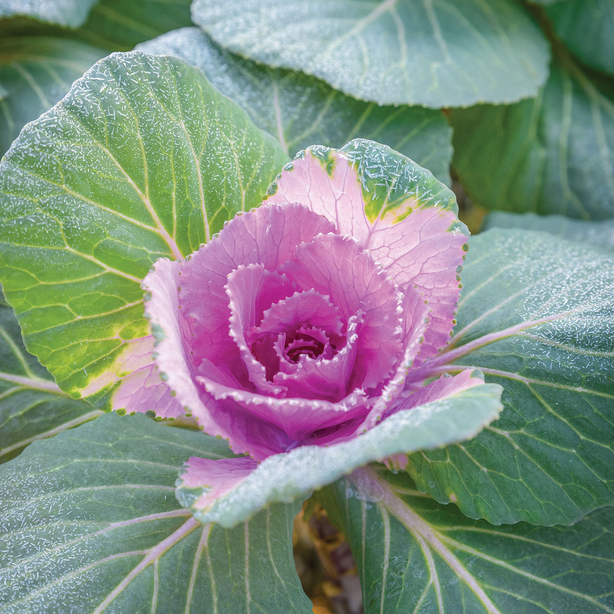 Crane Pink Ornamental Kale