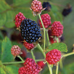 Baby Cakes Blackberry