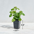 Patchouli Herb