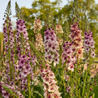 Southern Charm Verbascum