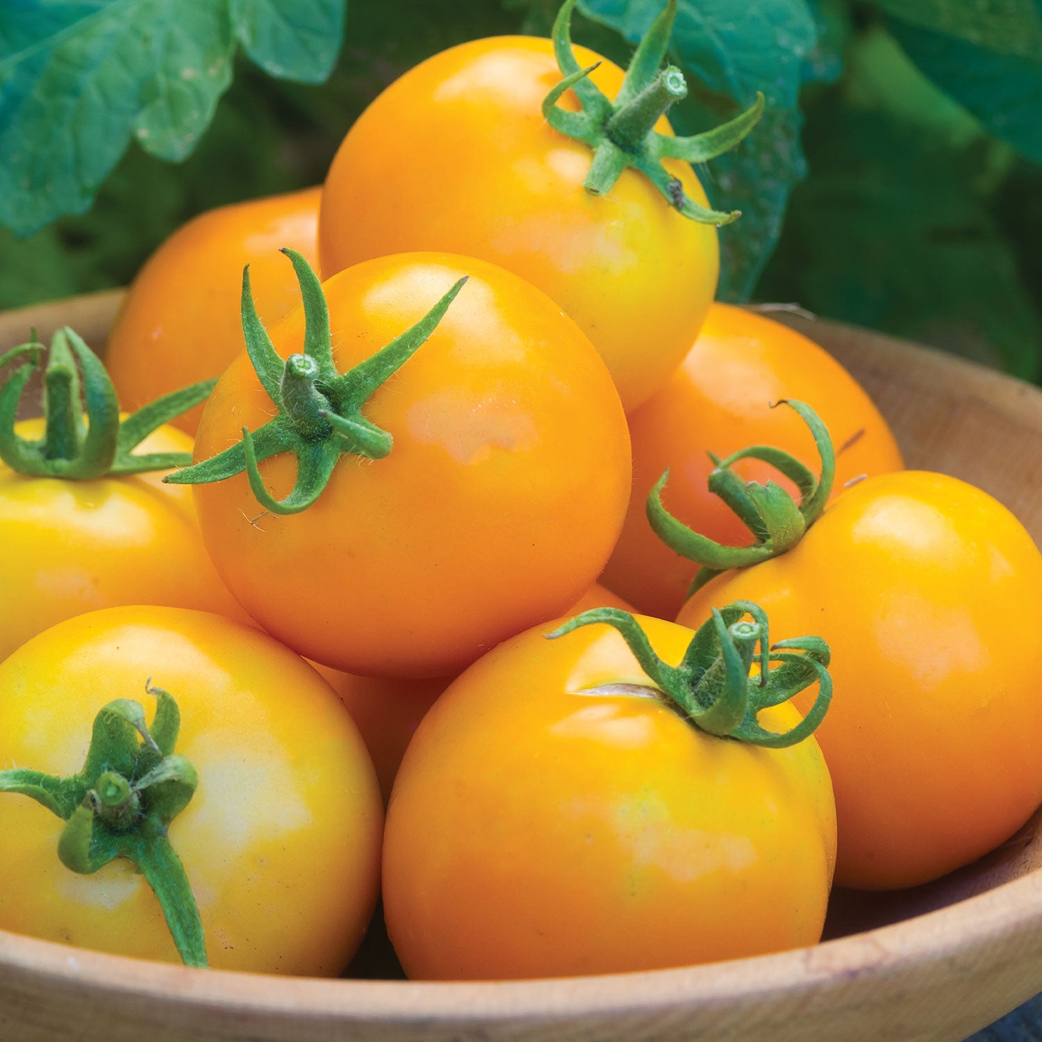Solar Power Tomato