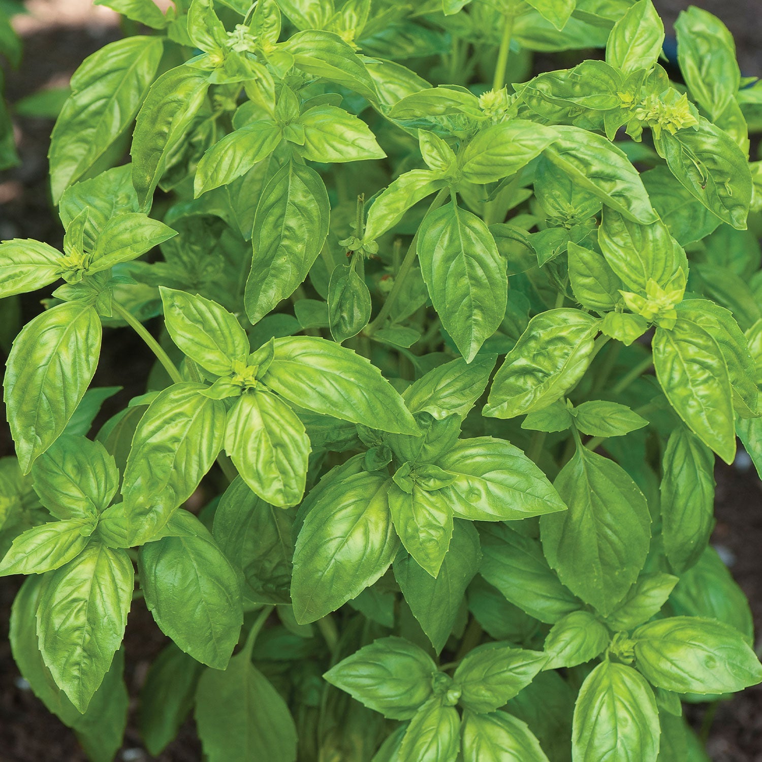 San Remo Basil