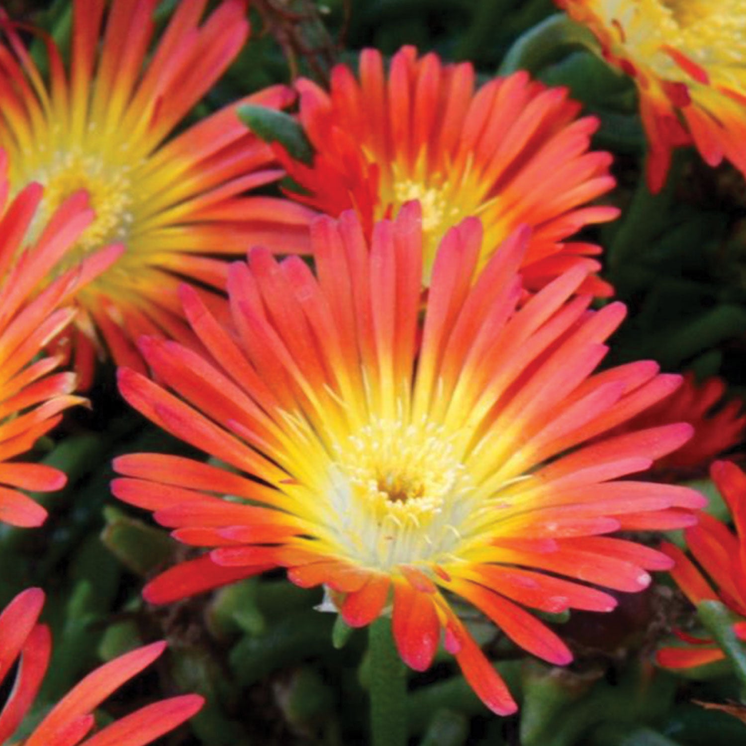 Fire Wonder Delosperma