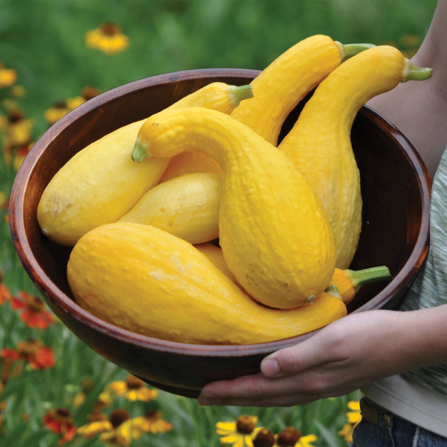 Early Summer Crookneck Squash