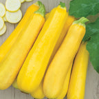 Butterstick Summer Squash