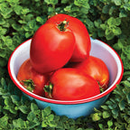 Amish Paste Tomato