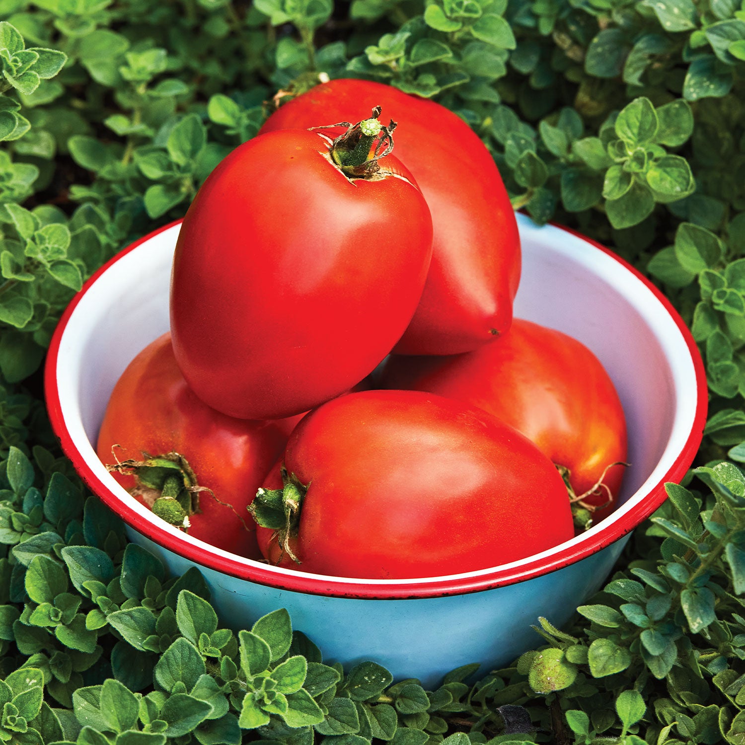 Amish Paste Tomato