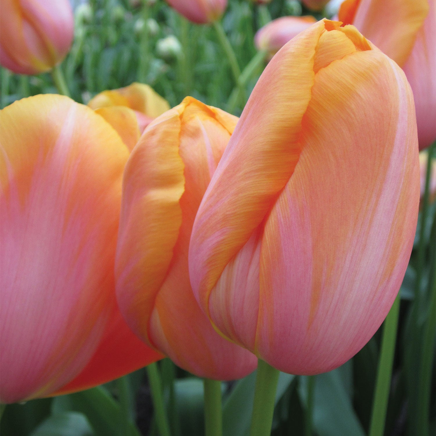 Dordogne Tulip Bulbs