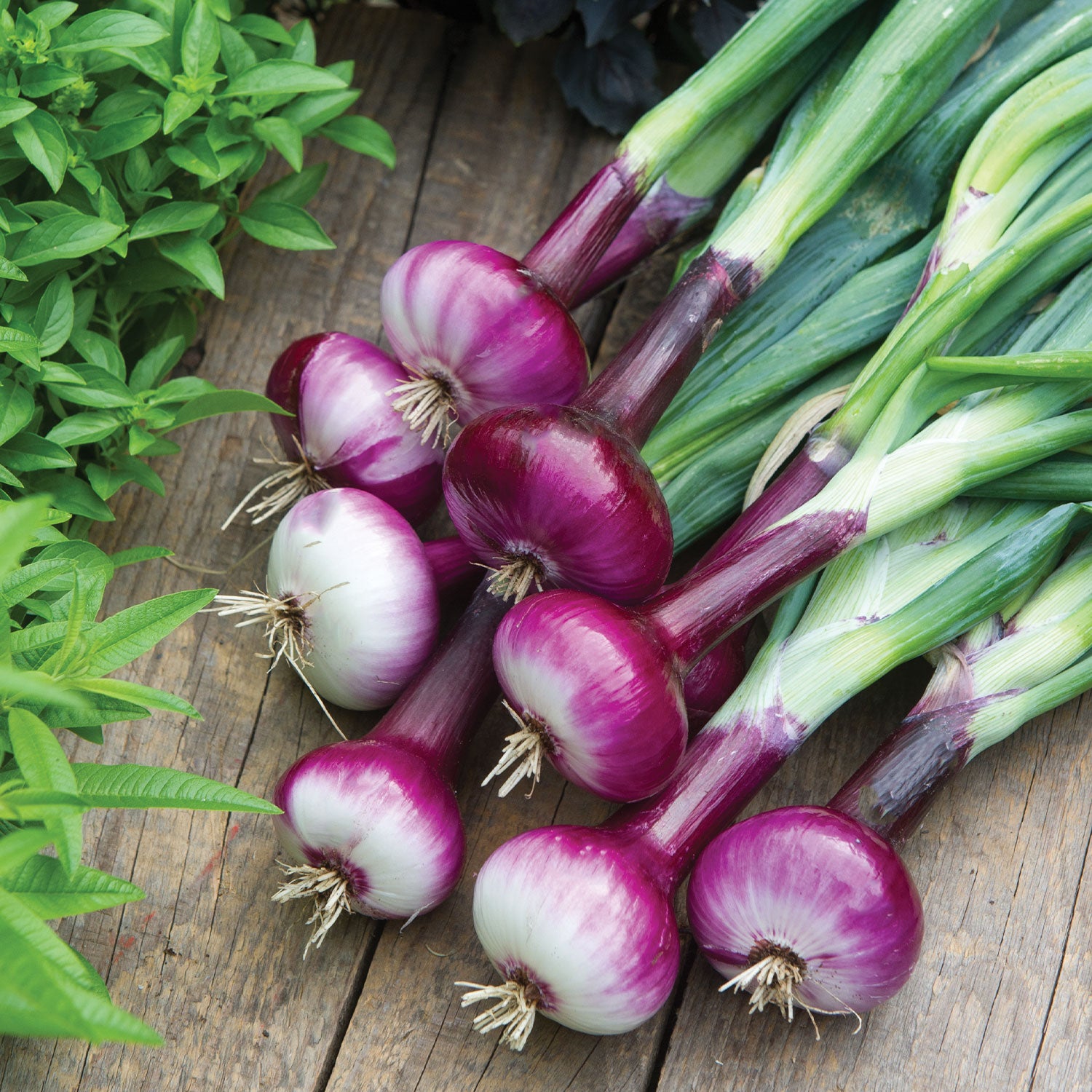 Cippolini Red Onion