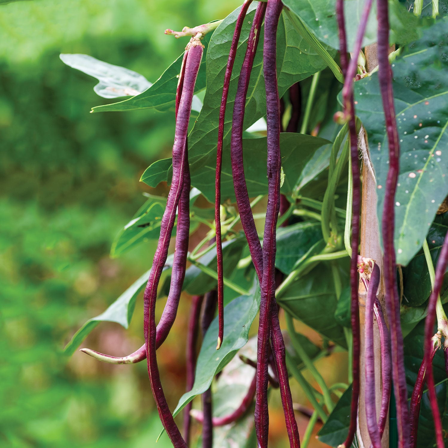 Asparagus Red Podded Bean